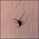 980716bug.jpg