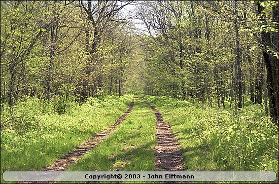 The trail parallels Paint Creek much of the way. - 5/16/2003