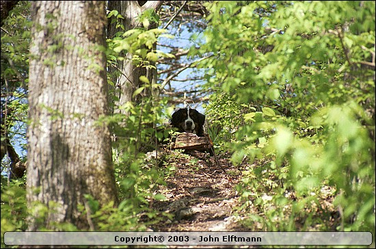 This critter stalked me the entire trip. - 5/16/2003