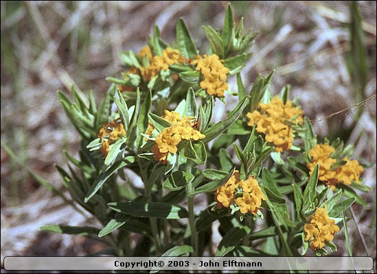 Wildflowers - 5/16/2003
