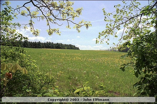 Meadow. - 5/16/2003