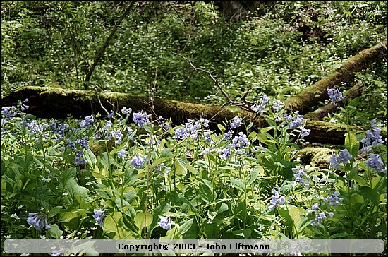 Bluebells & moss - 5/16/2003