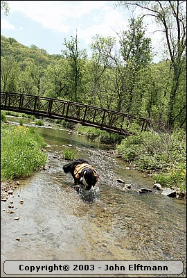 Everest cooling his paws in the creekSchool students take a break while on a field trip - 5/16/2003