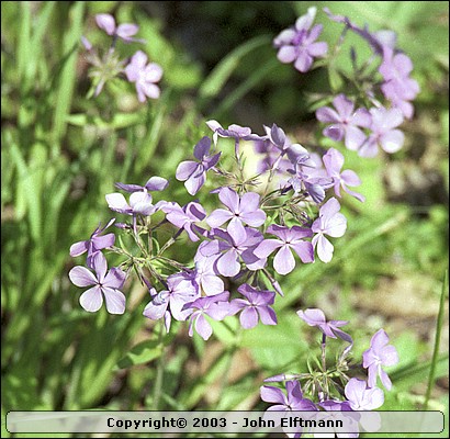 Wildflowers - 5/16/2003