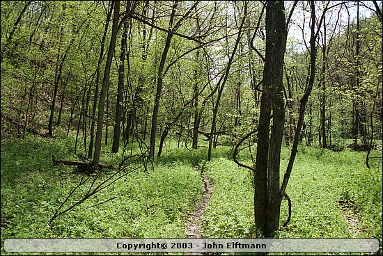 Trail - 5/16/2003