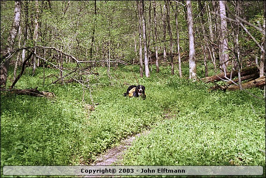 Trail - 5/16/2003