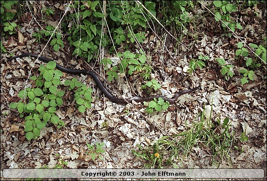 Bullsnake(?) - 5/17/2003