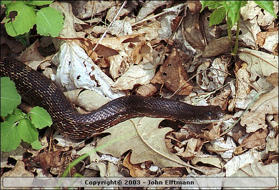 Bullsnake(?) - 5/17/2003