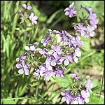 Wildflowers - 5/16/2003