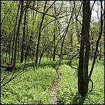 Trail - 5/16/2003