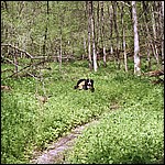 Trail - 5/16/2003