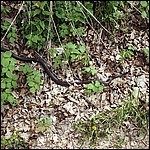 Bullsnake(?) - 5/17/2003